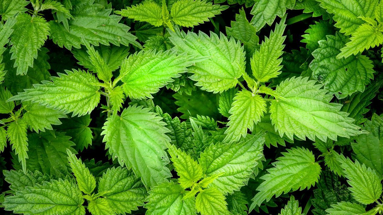 Wallpaper nettle, leaves, macro