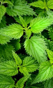 Preview wallpaper nettle, leaves, macro