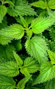 Preview wallpaper nettle, leaves, macro