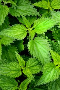 Preview wallpaper nettle, leaves, macro