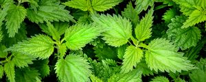 Preview wallpaper nettle, leaves, macro