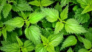 Preview wallpaper nettle, leaves, macro