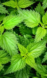 Preview wallpaper nettle, leaves, plants