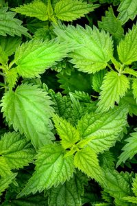 Preview wallpaper nettle, leaves, plants