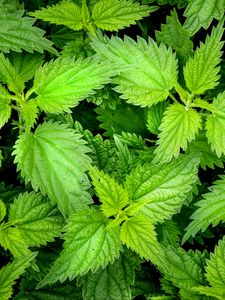 Preview wallpaper nettle, leaves, plants