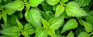 Preview wallpaper nettle, leaves, plants