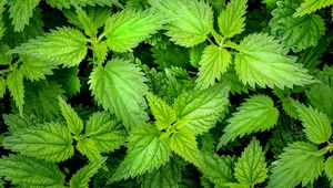 Preview wallpaper nettle, leaves, plants