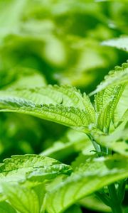 Preview wallpaper nettle, leaves, weed, greens