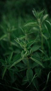 Preview wallpaper nettle, plant, leaves, macro, green