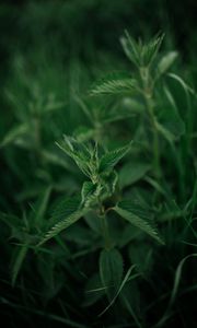 Preview wallpaper nettle, plant, leaves, macro, green