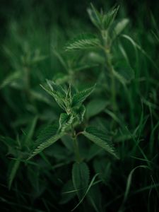 Preview wallpaper nettle, plant, leaves, macro, green