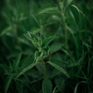 Preview wallpaper nettle, plant, leaves, macro, green