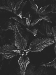 Preview wallpaper nettle, plant, leaves, macro, black and white, bw