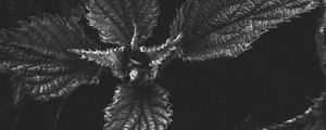 Preview wallpaper nettle, plant, leaves, macro, black and white, bw