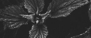 Preview wallpaper nettle, plant, leaves, macro, black and white, bw