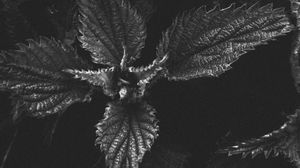 Preview wallpaper nettle, plant, leaves, macro, black and white, bw