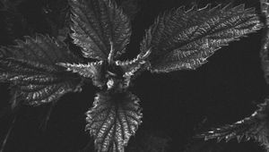 Preview wallpaper nettle, plant, leaves, macro, black and white, bw