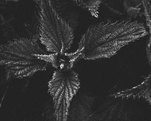 Preview wallpaper nettle, plant, leaves, macro, black and white, bw