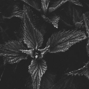 Preview wallpaper nettle, plant, leaves, macro, black and white, bw