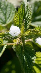 Preview wallpaper nettle, snow, close-up