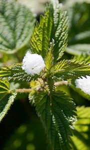 Preview wallpaper nettle, snow, close-up