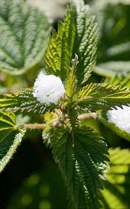 Preview wallpaper nettle, snow, close-up