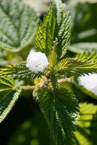 Preview wallpaper nettle, snow, close-up