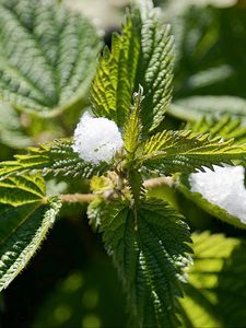 Preview wallpaper nettle, snow, close-up