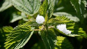 Preview wallpaper nettle, snow, close-up