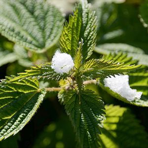 Preview wallpaper nettle, snow, close-up