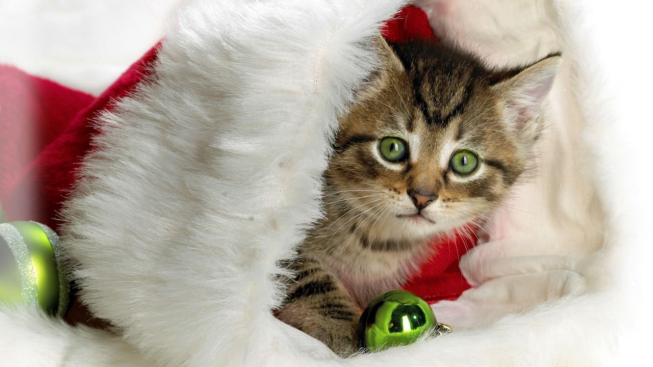 Wallpaper new year, christmas, kitten, hat, attribute