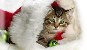 Preview wallpaper new year, christmas, kitten, hat, attribute