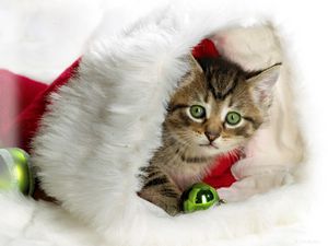 Preview wallpaper new year, christmas, kitten, hat, attribute