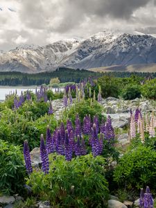 Preview wallpaper new zealand, mountains, flowers, lake