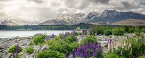 Preview wallpaper new zealand, mountains, flowers, lake