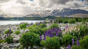 Preview wallpaper new zealand, mountains, flowers, lake