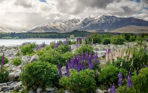 Preview wallpaper new zealand, mountains, flowers, lake