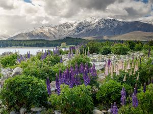 Preview wallpaper new zealand, mountains, flowers, lake