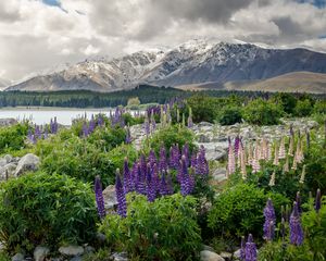 Preview wallpaper new zealand, mountains, flowers, lake