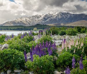 Preview wallpaper new zealand, mountains, flowers, lake