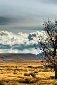 Preview wallpaper new zealand, steppe, tree, lonely, field