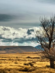 Preview wallpaper new zealand, steppe, tree, lonely, field