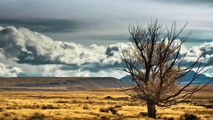 Preview wallpaper new zealand, steppe, tree, lonely, field