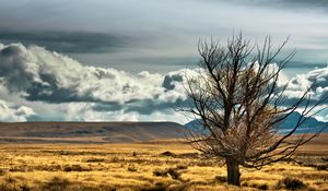 Preview wallpaper new zealand, steppe, tree, lonely, field