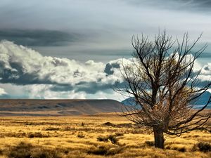 Preview wallpaper new zealand, steppe, tree, lonely, field