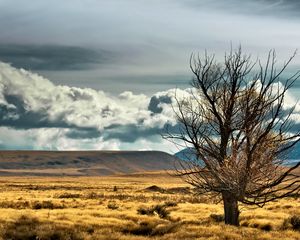 Preview wallpaper new zealand, steppe, tree, lonely, field