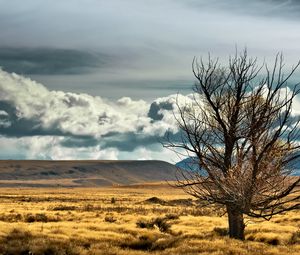 Preview wallpaper new zealand, steppe, tree, lonely, field