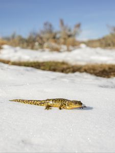 Preview wallpaper newt, lizard, reptile, snow, wildlife