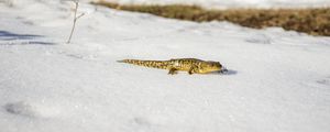 Preview wallpaper newt, lizard, reptile, snow, wildlife