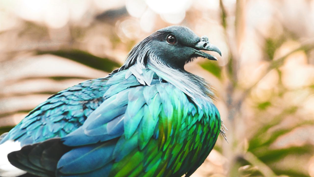 Wallpaper nicobar pigeon, bird, feathers, color